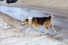 Собака спасла пробывшего ночь на морозе в лесу пятилетнего россиянина